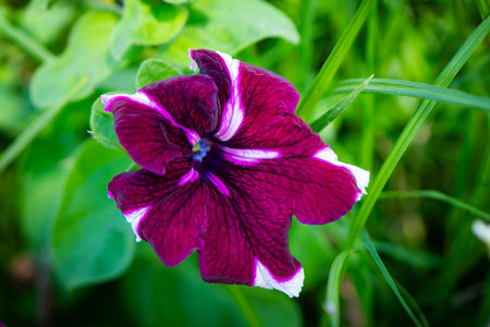 Purple petunia flower in the garden with green grass background.の写真素材