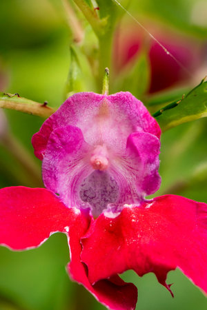 Close-up of a red flower with green leaves on a blurred backgroundの写真素材