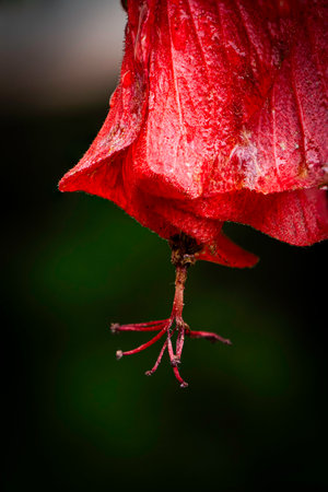 Red hibiscus flower with raindrops on the petalsの写真素材