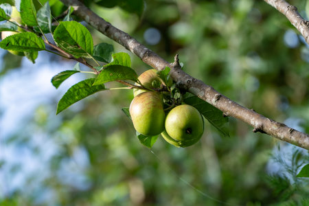 ripe apples on a branch of apple tree in the orchardの写真素材