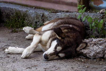 Dog Sleeping Peacefullyの写真素材