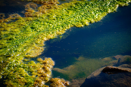Green algae on the surface of the water in the spring. Natural background
