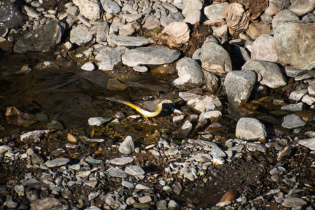 wagtail bird on the shore of a mountain river in summerの写真素材