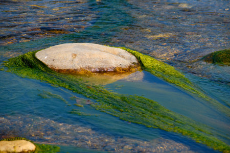 stones on the shore of the lake with green algae in the water