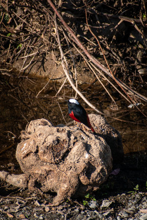 A White-capped Redstart (Phoenicurus leucocephalus) perched near a mountain stream, showcasing its...