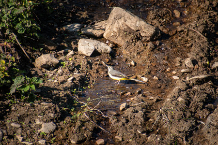 White wagtail on the river bank in the early spring.の写真素材