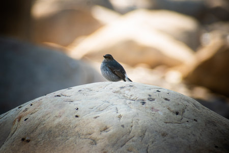 Female Plumbeous Water Redstart by Mountain Streamの写真素材