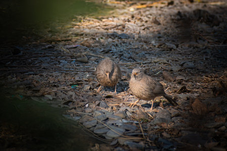 Jungle Babbler Bird Foraging in Woodland Area