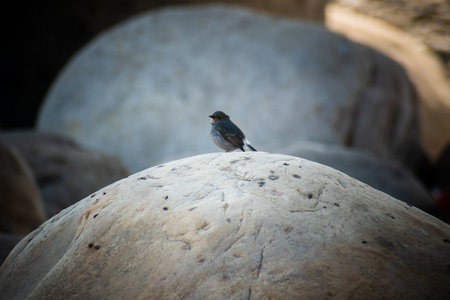 Female Plumbeous Water Redstart by Mountain Streamの写真素材