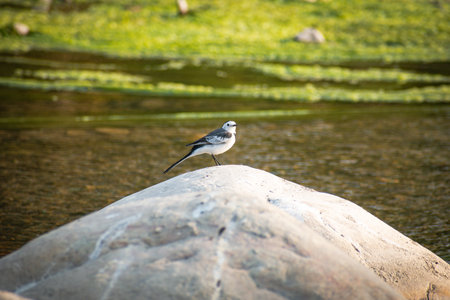 white wagtail on a rock in a river, nature seriesの写真素材