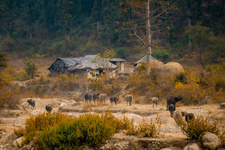 A peaceful rural landscape captured during golden hour, showing cows and buffalo walking back to nearby village homes.の写真素材