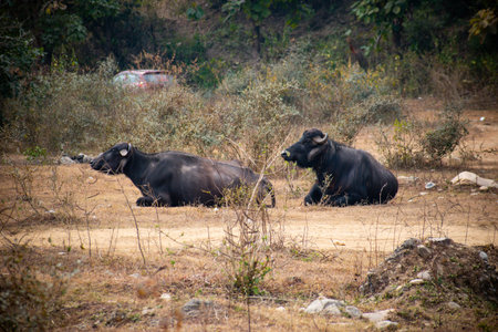 Indian Water Buffalo Resting in Natural Forest Habitatの写真素材