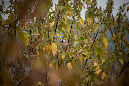Himalayan Bulbul Camouflaged Among Wild Plant Leavesの写真素材