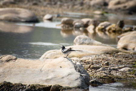 Black wagtail on the rocks in the water of a lakeの写真素材