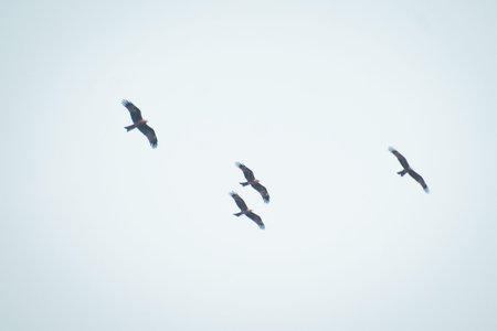 Black Kite birds (Milvus migrans) flying freely in the open sky, captured both in group formation and solo flight.の写真素材