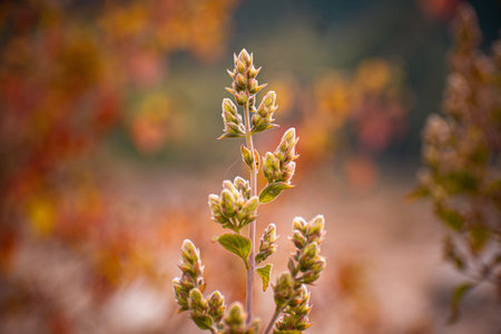Flowering plants in the autumn forest. Selective focus.の写真素材
