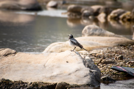 Black-crested wagtail standing on rock in waterの写真素材