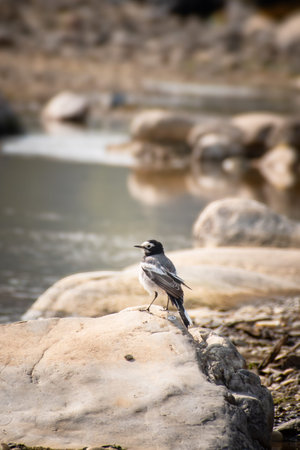Black and white bird sitting on a rock in the middle of a riverの写真素材