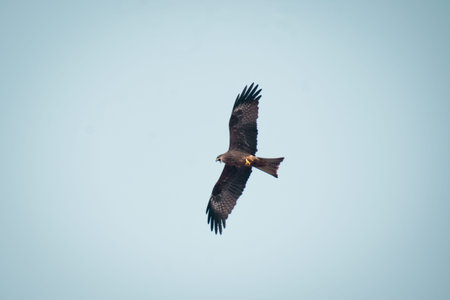 Black Kite birds (Milvus migrans) flying freely in the open sky, captured both in group formation and solo flight.の写真素材