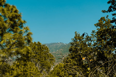 Natural Tree Frame with Clear Blue Sky for Text Placementの写真素材