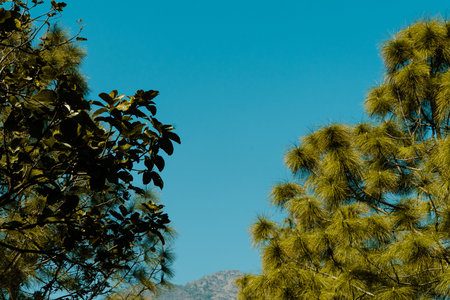 Pine tree with blue sky background Natural Tree Frame with Clear Blue Sky for Text Placementの写真素材