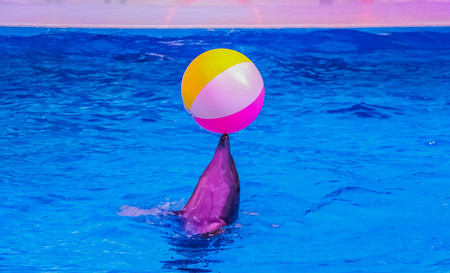 Dancing Dolphin playing with footballの写真素材
