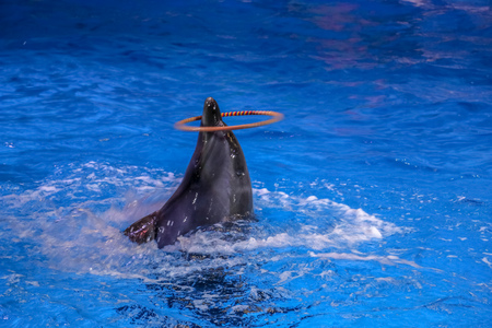 Dancing Dolphins playing with ring at Dubai Dolphinarium, Deira Creek Park, Dubai, United Arab Emiratesの写真素材