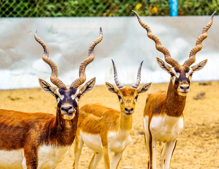 Beautiful wild animal Blackbuck deer (Antilope cervicapra) or Indian antelope in Lal Suhanra National Park Safari Park, Bahawalpur, Pakistanの写真素材