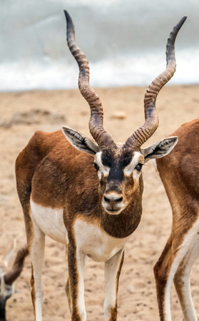 Beautiful wild animal Blackbuck deer (Antilope cervicapra) or Indian antelope in Lal Suhanra National Park Safari Park, Bahawalpur, Pakistanの写真素材