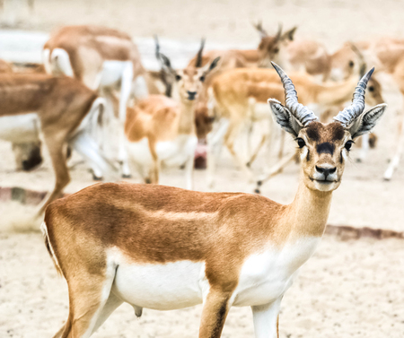 Beautiful wild animal Blackbuck deer (Antilope cervicapra) or Indian antelope in Lal Suhanra National Park Safari Park, Bahawalpur, Pakistanの写真素材