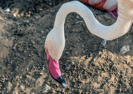 Caribbean pink flamingo at Ras al Khor Wildlife Sanctuary, a wetland reserve in Dubai, United Arab Emirates,の写真素材