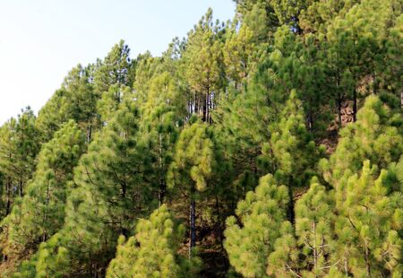Lush Green Pine Trees Forest and beautiful Landscape of Patriata, New Murree, Punjab, Pakistanの写真素材