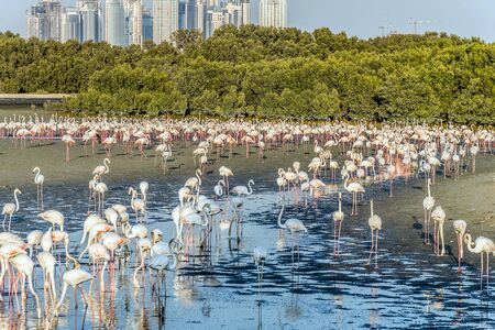 Caribbean pink flamingo at Ras al Khor Wildlife Sanctuary, a wetland reserve in Dubai, United Arab Emirates,の写真素材