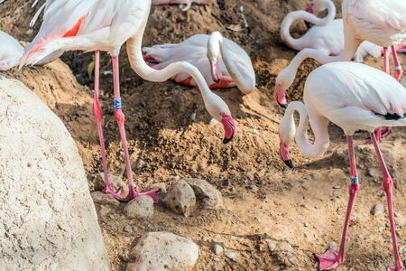 Caribbean pink flamingo at Ras al Khor Wildlife Sanctuary, a wetland reserve in Dubai, United Arab Emirates,の写真素材