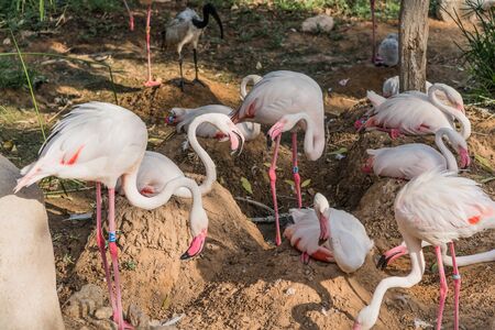 Caribbean pink flamingo at Ras al Khor Wildlife Sanctuary, a wetland reserve in Dubai, United Arab Emirates,の写真素材
