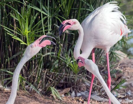 Caribbean pink flamingo at Ras al Khor Wildlife Sanctuary, a wetland reserve in Dubai, United Arab Emirates,の写真素材