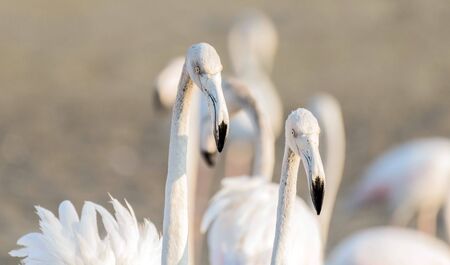 Caribbean pink flamingo at Ras al Khor Wildlife Sanctuary, a wetland reserve in Dubai, United Arab Emiratesの写真素材