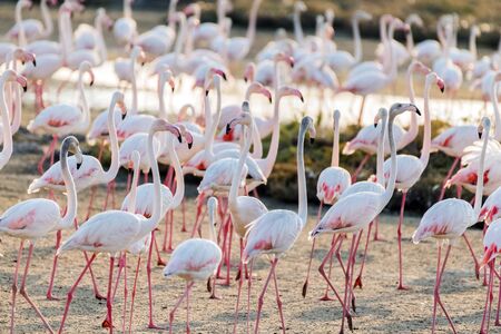 Caribbean pink flamingo at Ras al Khor Wildlife Sanctuary, a wetland reserve in Dubai, United Arab Emiratesの写真素材