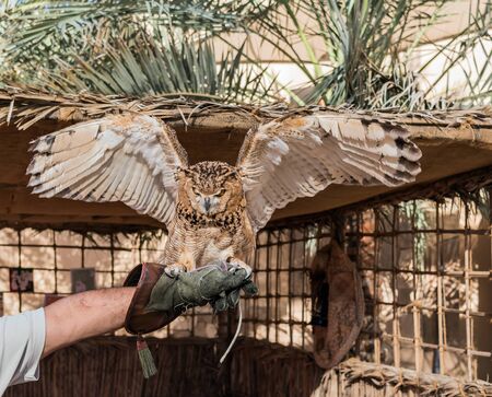 Brown owl is a species of owl having super binocular vision and directional hearing