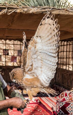 Brown owl is a species of owl having super binocular vision and directional hearingの写真素材