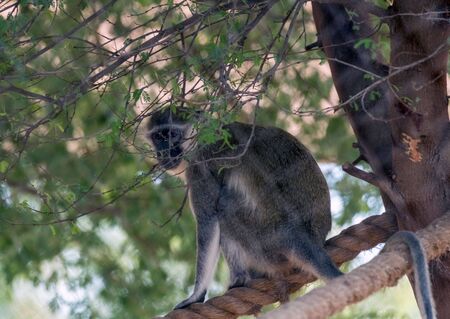 Cute Wild Animal Vervet Monkey