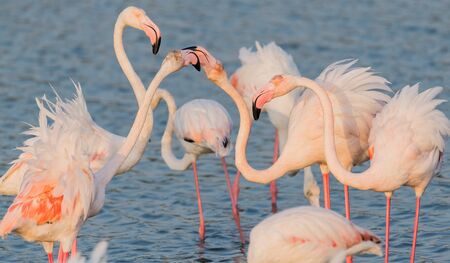 Caribbean pink flamingo at Ras al Khor Wildlife Sanctuary, a wetland reserve in Dubai, United Arab Emiratesの写真素材