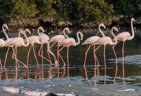 Caribbean pink flamingo at Ras al Khor Wildlife Sanctuary, a wetland reserve in Dubai, United Arab Emiratesの写真素材