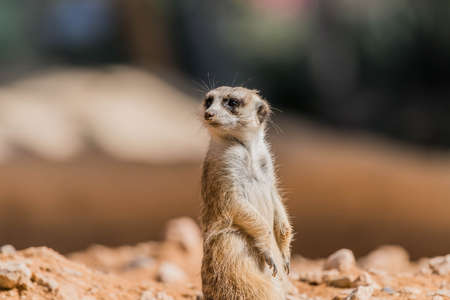 Wild Animal Meerkat (Surikate) found in Dubai Safari Zoo, United Arab Emiratesの写真素材