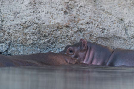 Wild Animal Hippo or Hippopotamus in a riverの写真素材