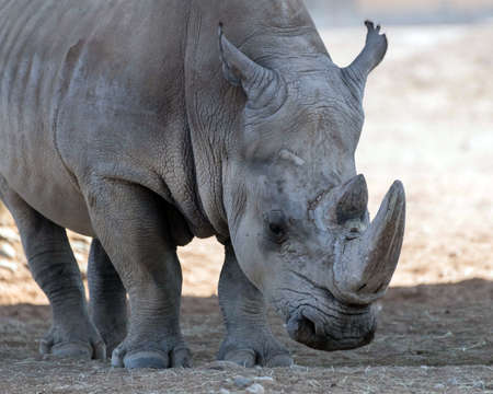 African White Rhinos in Hamilton Safari Park, Hamilton, Canada