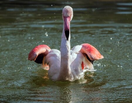 Caribbean Pink Flamingo Splashing in a Lake