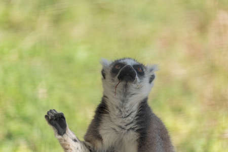 Wild Animal Ring-Tailed Lemur in Al Ain Zoo Safari