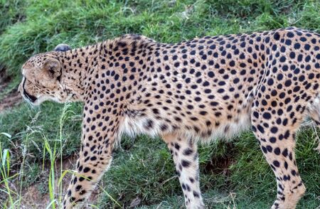 Wild Animal Cheetah or Tiger in Jungleの写真素材