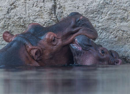 Wild Animal Hippo or Hippopotamus in a river